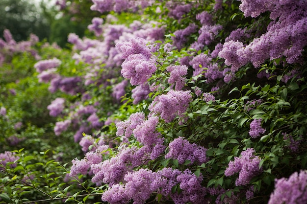 Primavera lilás desabrochando