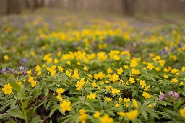 Primavera limpa Uma clareira de flores amarelas de primavera chistyak na floresta Foco suave