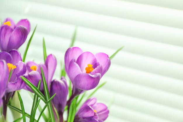 Primavera linda açafrão contra luz de fundo, espaço para texto