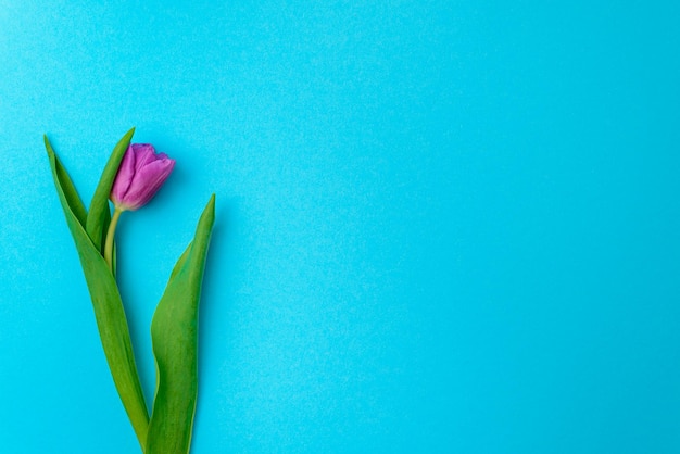 Primavera linda tulipa de cor roxa em um espaço de cópia de fundo azul