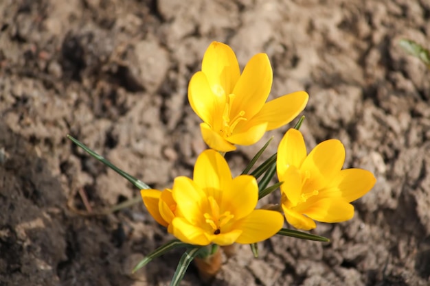 Primavera lindas flores amarelas de açafrão florescendo em um parque à luz do sol