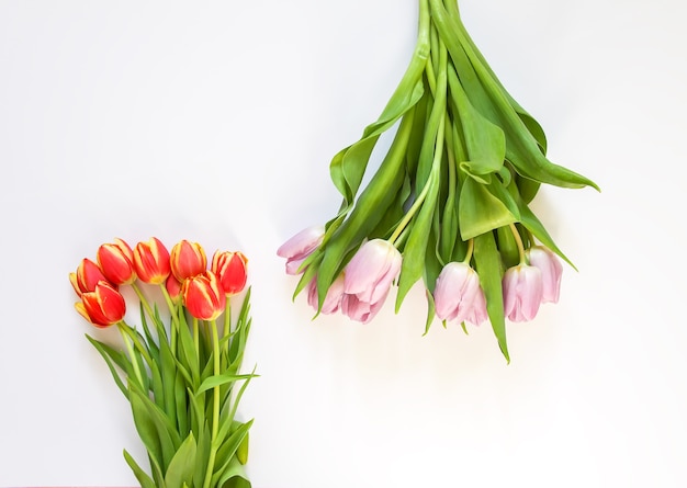 Primavera lindas flores de tulipa em fundo branco suave. Dia das mães, composição floral decorativa festiva de cartão.