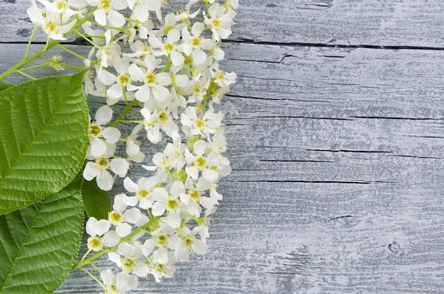 Primavera lindo fundo natural rústico com ramos de floração plana