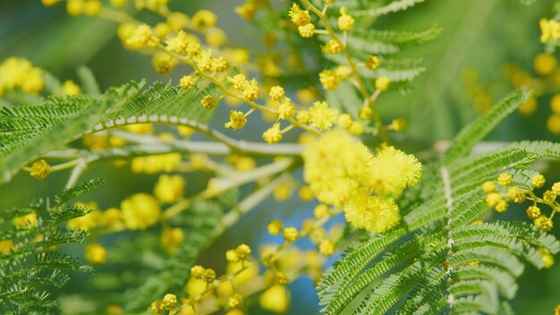 Foto la primavera está llegando flores amarillas de mimosa en el jardín de primavera planta medicinal o acacia dealbata de cerca