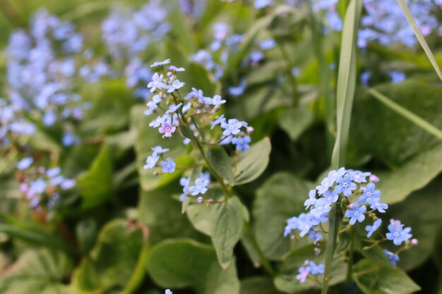 Primavera macro hoja y flor de nueva vida