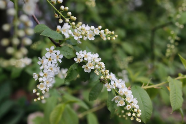 Primavera macro hoja y flor de nueva vida