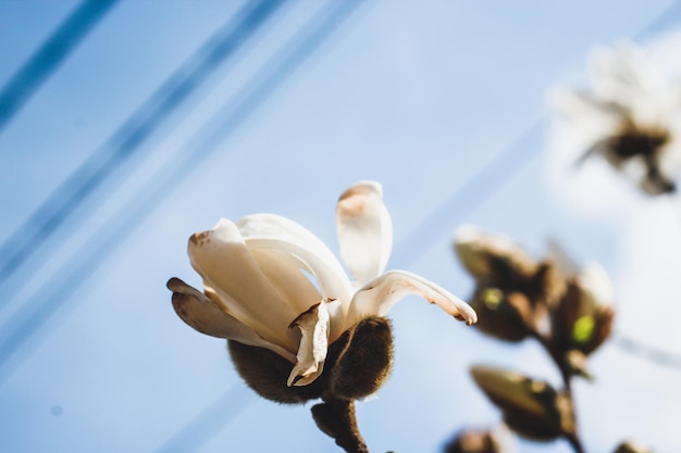 Primavera de magnolia blanca floreciendo en el fondo del cielo azul