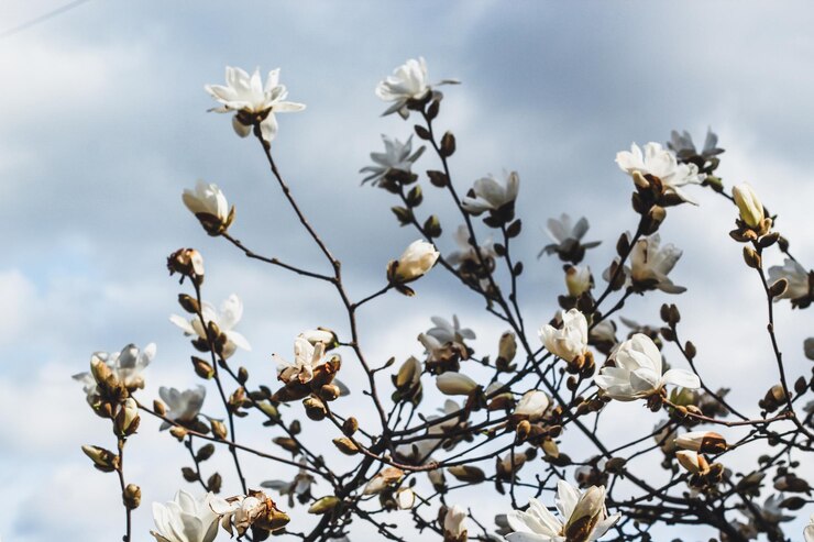 Primavera de magnolia blanca floreciendo en el fondo del cielo azul