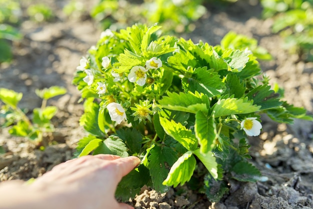 Primavera, mano con floreciente arbusto de fresa de primavera.