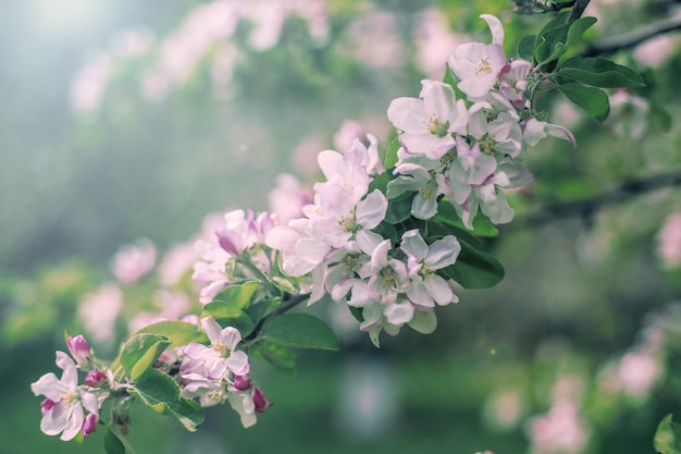 Primavera manzana florece hermoso fondo en el jardín