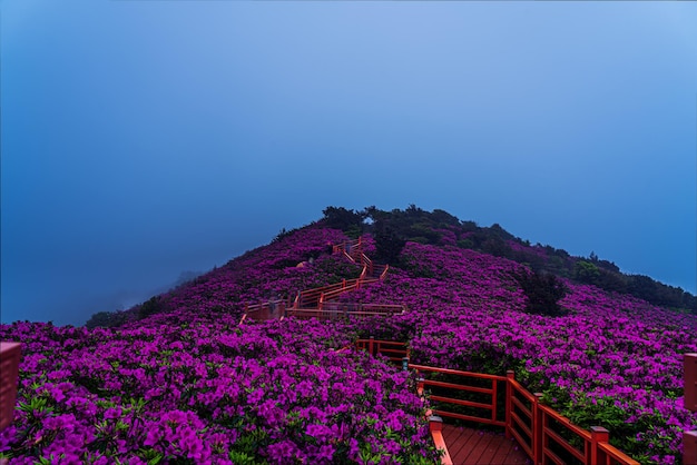 En primavera las montañas se cubren de azaleas