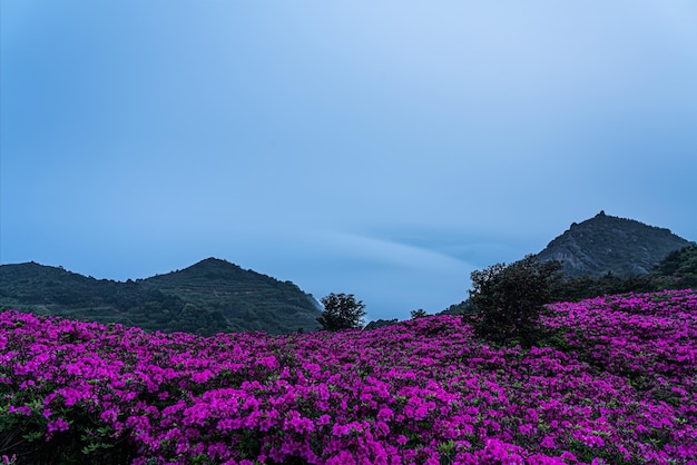 En primavera las montañas se cubren de azaleas