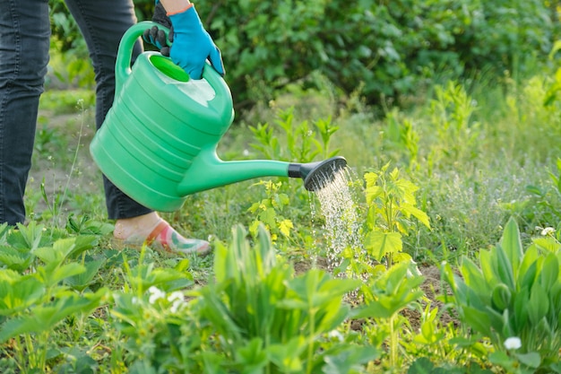 Primavera, mulher molhando broto de planta jovem de regador de jardim