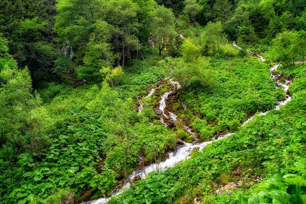 Primavera na floresta verde