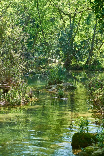 Primavera na floresta