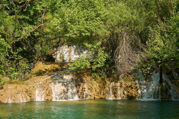 Primavera na floresta