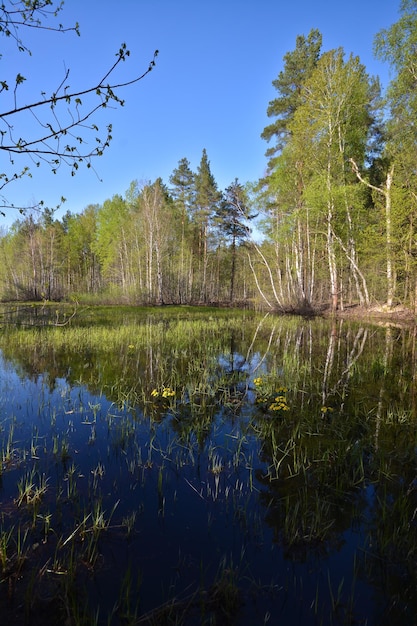 Primavera na floresta