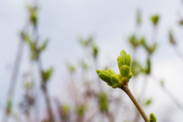 Primavera na natureza