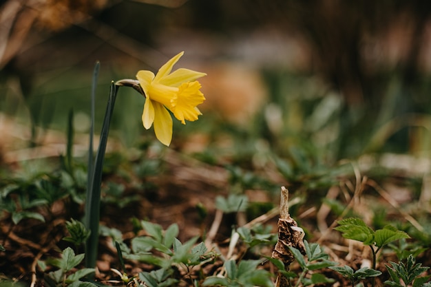 En primavera, los narcisos florecen en un macizo de flores.