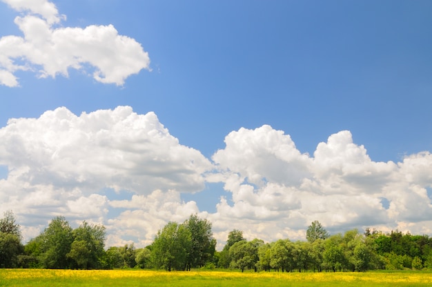 Primavera natureza paisagem com campo de flores amarelas e árvores