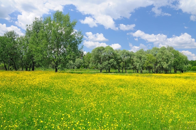 Primavera natureza paisagem com flores desabrochando amarelas brilhantes e céu azul acima em um dia ensolarado e claro. Fundo natural e papel de parede