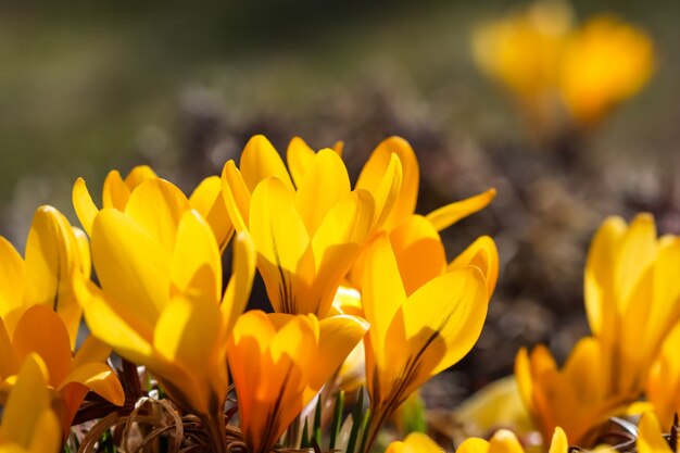 Primavera no jardim desabrochando flores amarelas de açafrão em dia ensolarado