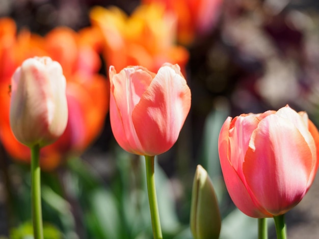 Primavera no jardim