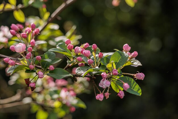 Foto primavera no jardim