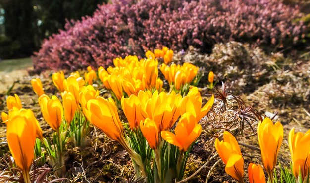 Primavera no meu jardim desabrochando flores amarelas de açafrão em dia ensolarado