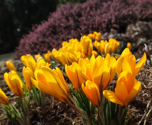 Primavera no meu jardim desabrochando flores amarelas de açafrão em dia ensolarado