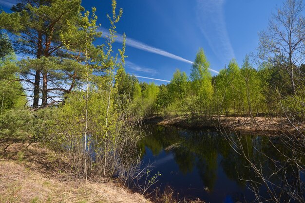 Primavera no parque nacional Meshchersky Rússia central