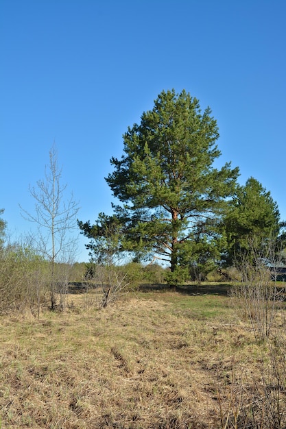 Primavera no Parque Nacional Ryazan Meschera