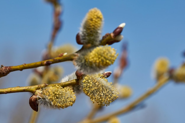 Primavera O salgueiro lat Salix floresce as inflorescências de brincos floresceram