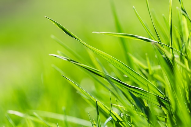 Primavera o verano y campo de hierba con sol. Fondo de hierba verde, textura de la naturaleza. De cerca