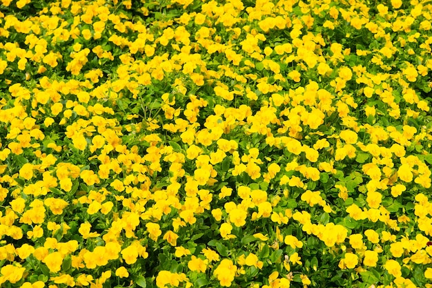 Primavera o verano. Pensamientos amarillos con hojas verdes en Hamilton, Bermudas. Flores de pensamiento en primavera o verano florecen. Flores que florecen en primavera o jardín de verano. Tienda de flores. temporada de verano y primavera.