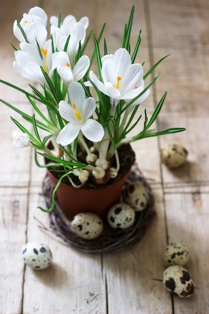 Primavera ou páscoa composição de açafrão e ovos de codorna. estilo rústico.
