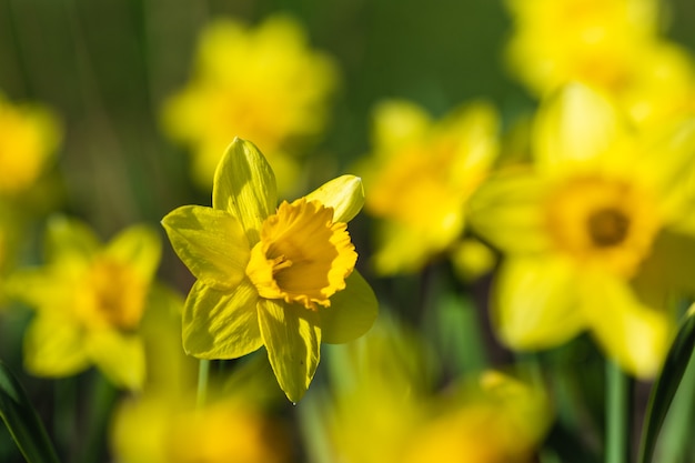 Primavera ou verão e campo de flores com sol. Fundo de flor amarela, textura da natureza. Fechar-se