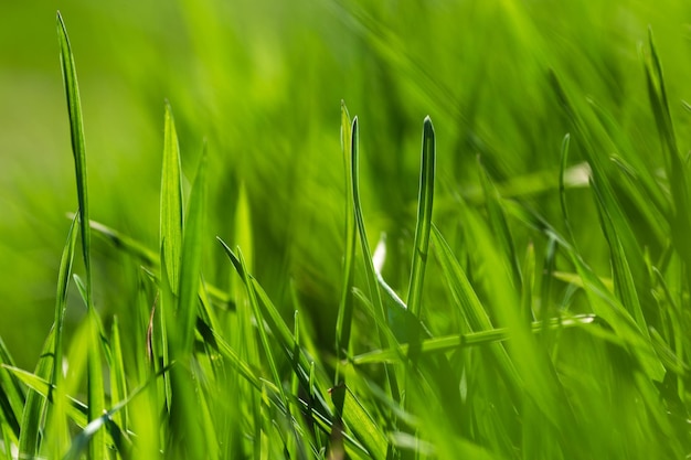 Primavera ou verão e campo de grama com sol. Fundo de grama verde, textura da natureza. Fechar-se