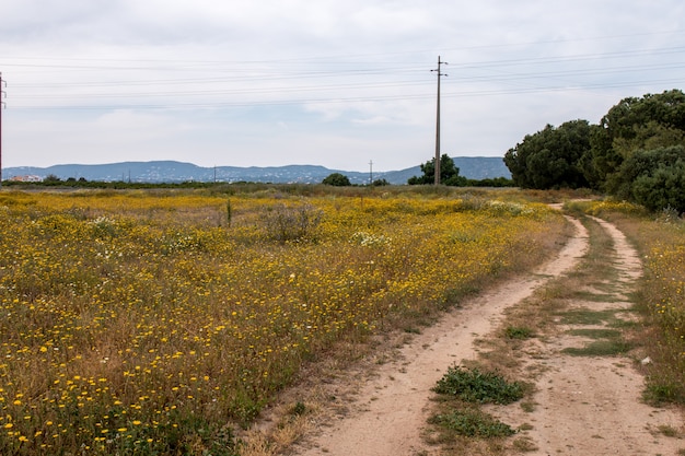 Primavera paisagem do algarve