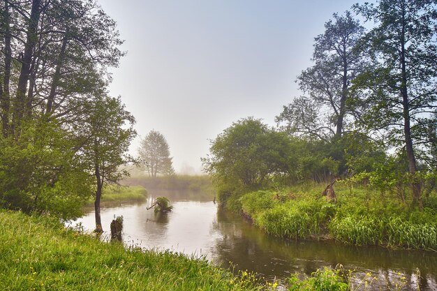 Primavera paisagem do nascer do sol rio no parque pitoresco verão nevoeiro manhã calma cena rural riacho na floresta enevoada amieiros na beira do rio