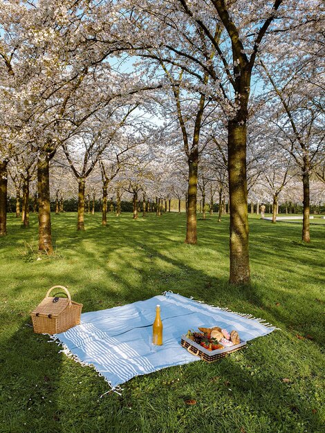 Foto primavera en los países bajos amsterdamse bloesempark bos amsterdam primavera con cerezos en flor