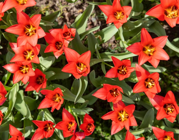 primavera parque natureza brilhante vermelho flores flora
