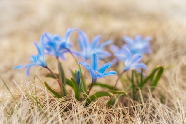 Primavera pequeña flor azul prímula en amarillo pasto seco