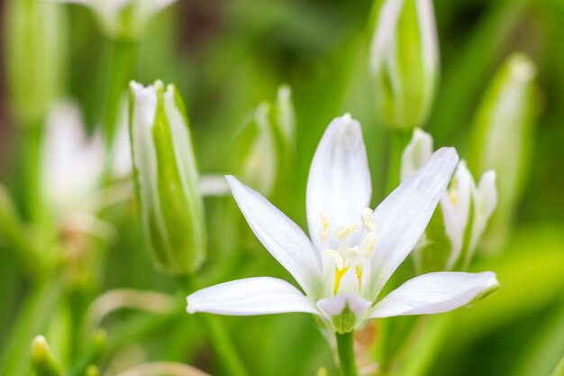 Primavera pequenas flores sobre um fundo verde