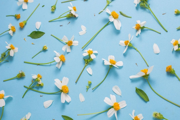 Primavera plana e flores brancas de verão em um fundo azul com vista superior