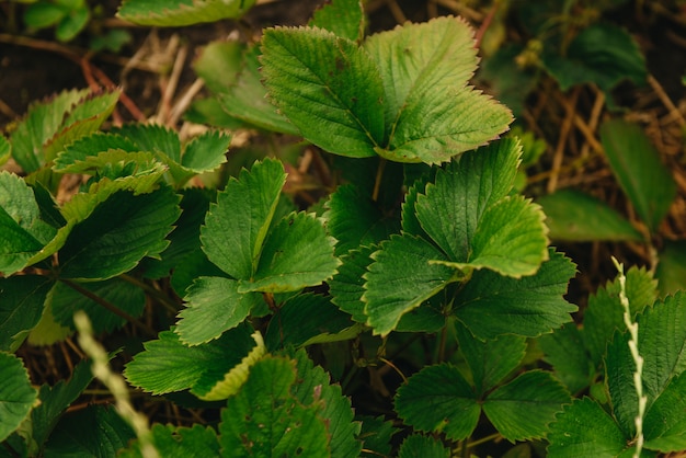 Primavera plantar fresas. Fresas con hojas verdes plantadas en el suelo.