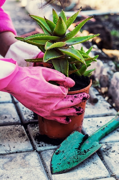 Primavera, plantas, cuidado.