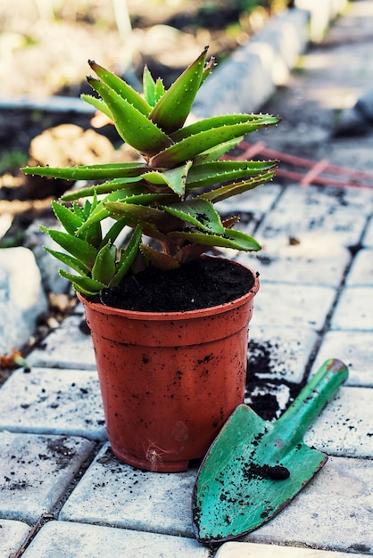 Primavera, plantas, cuidados