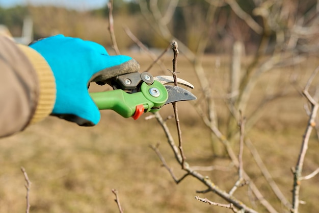 Primavera poda de jardinagem sazonal de árvores frutíferas com tesouras de poda