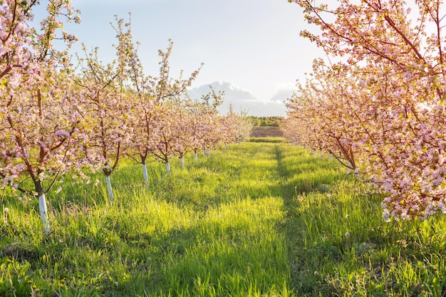 primavera pomar de maçãs à luz do sol